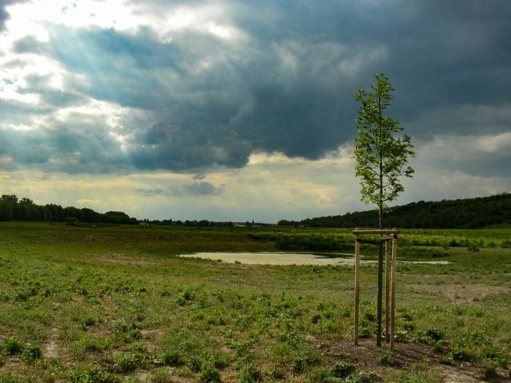 Renaturierte Auenlandschaft mit Stillgewässer